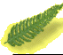 rwc_-_back_to_nature003002.gif